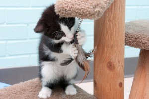 Monroe, adopted 2012