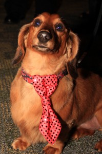 Captain Frank 2013 Fur Ball SpokesPet