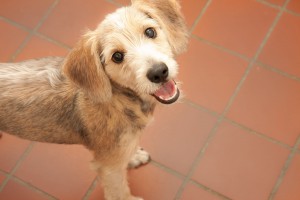 Brandy, adopted 2012