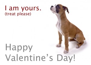 Boxer pup waiting for treat