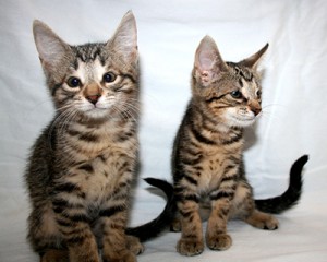 LUNER AND NOVA small