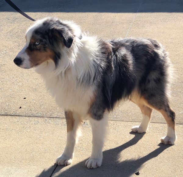 Adopt an Australian Shepherd puppy near New York, NY